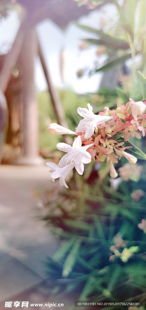 白色的花