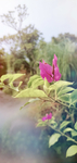 可能是叶子花