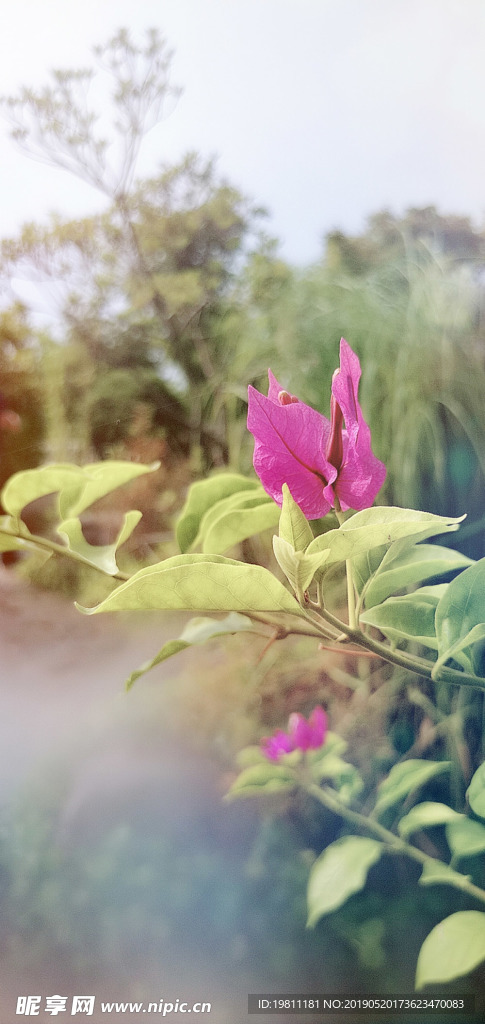 可能是叶子花
