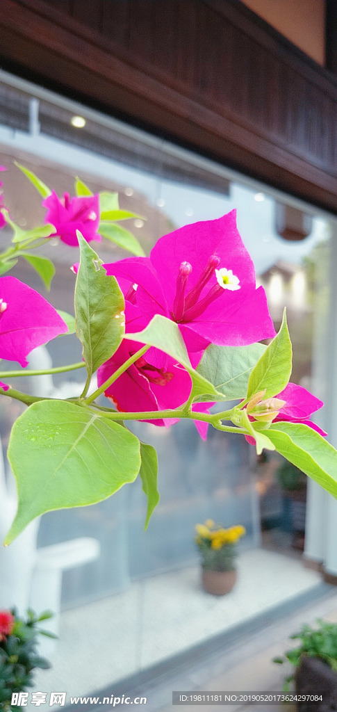 叶子花