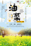 油菜花