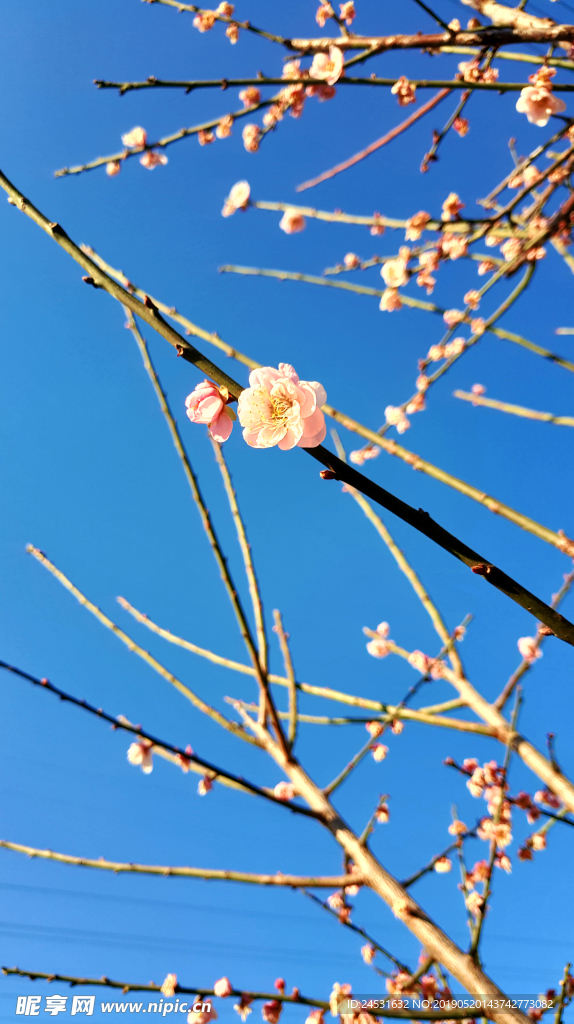 小清新梅花