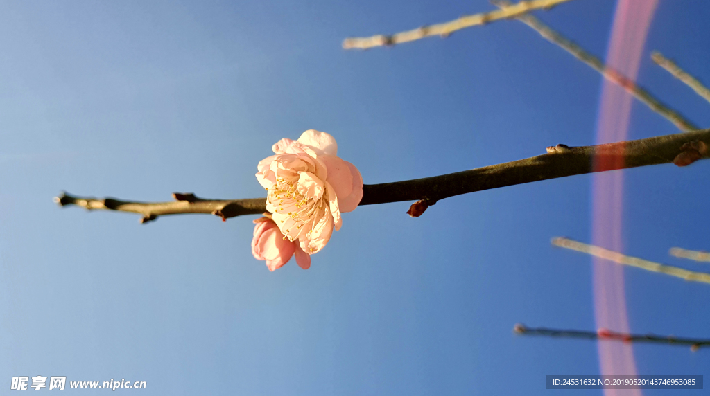 小清晰梅花