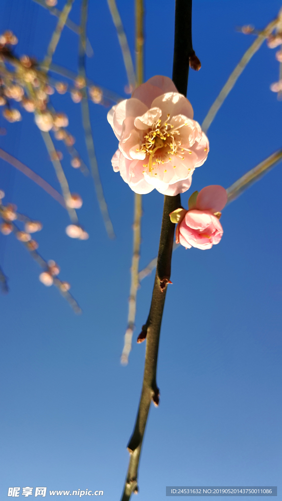 小清新梅花
