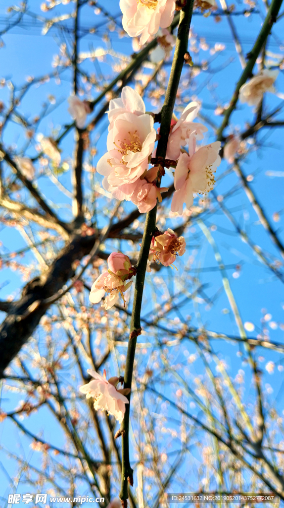 小清新梅花