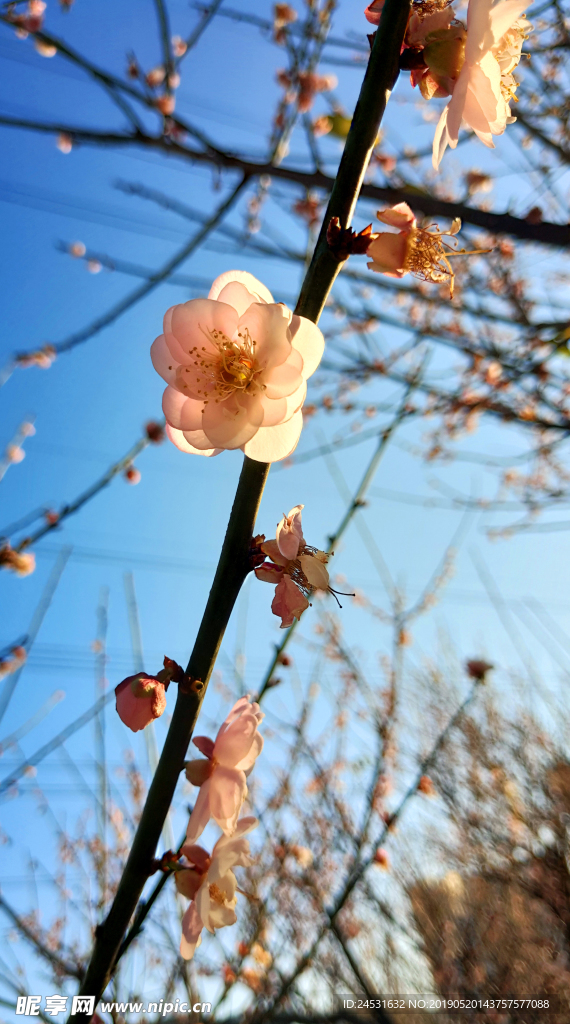 小清新梅花