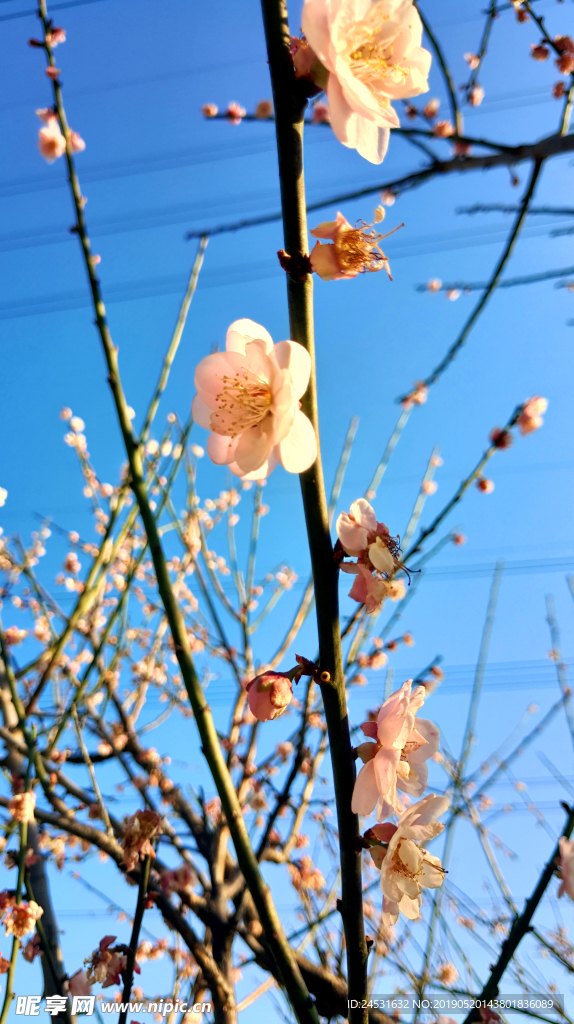 小清新梅花