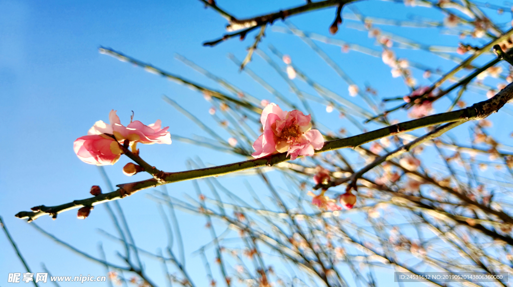 小清新梅花
