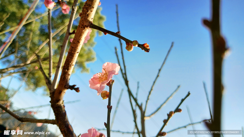 小清新梅花