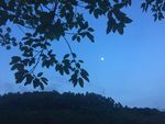 月夜树影