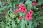 锦带花