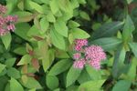 浅秀菊