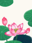 荷花背景
