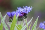 菊