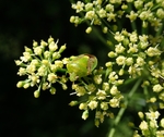 甲虫
