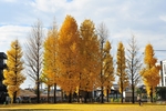 银杏树