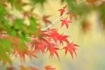 红叶
