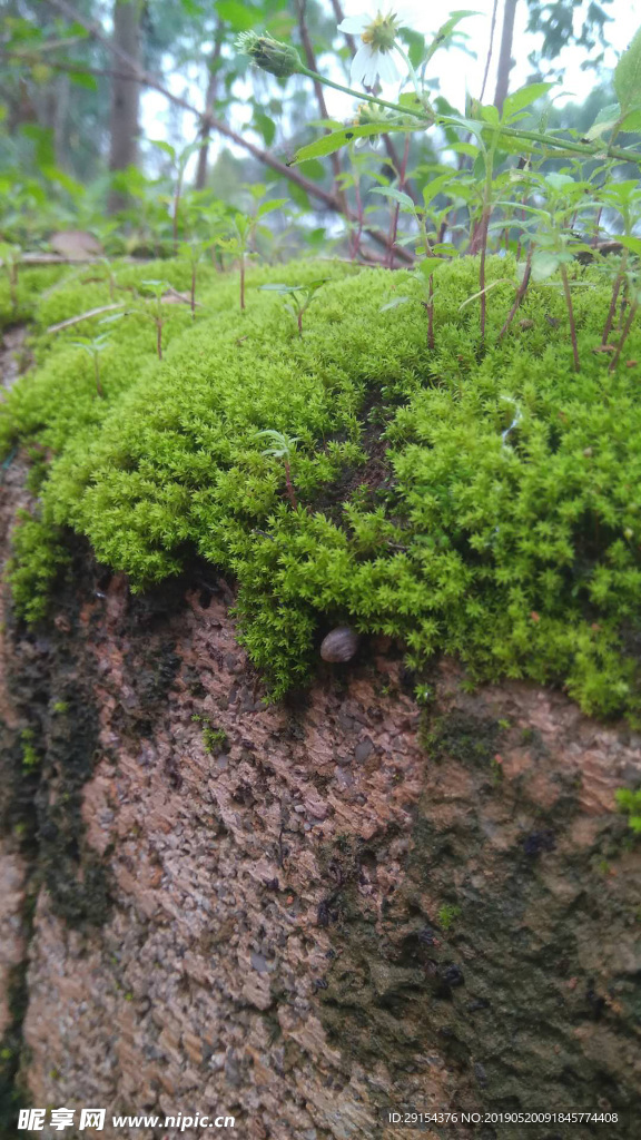 青草的悬崖