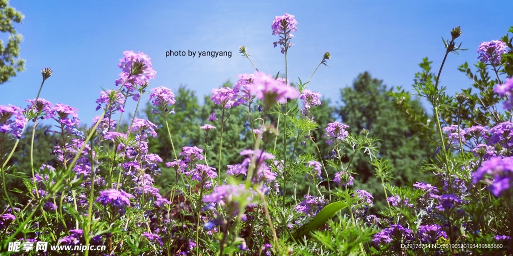 花卉