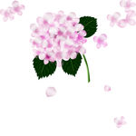 绣球花