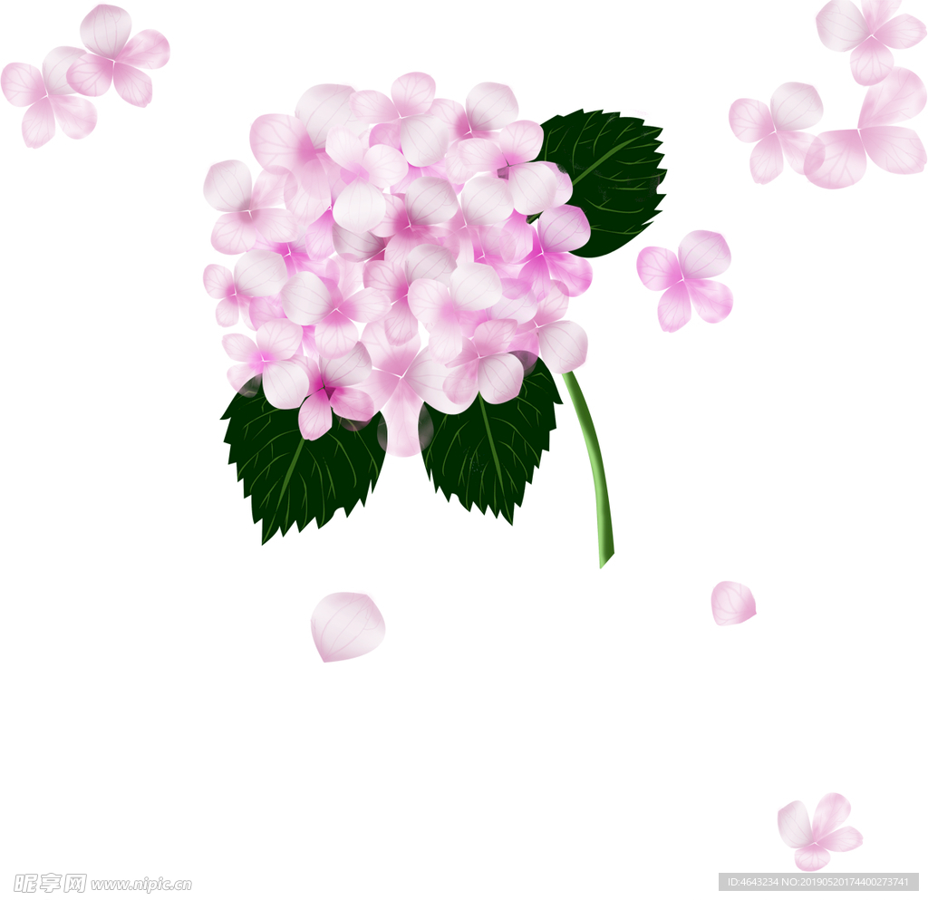 绣球花