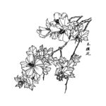 木槿花