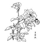 月季花