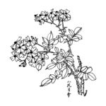 小花月季