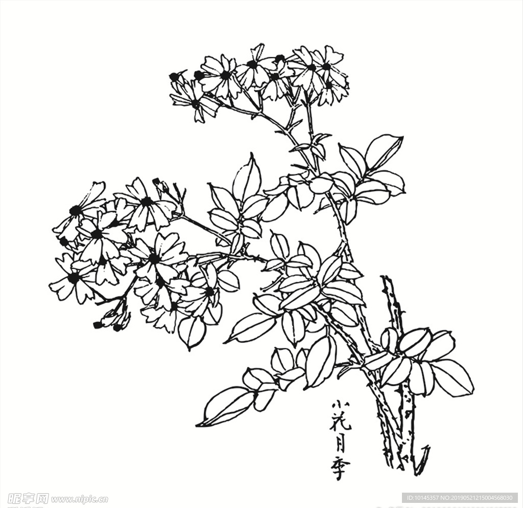 小花月季