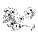 花卉