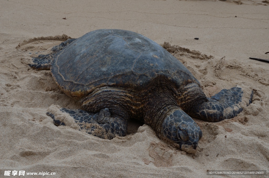 沙滩大海龟