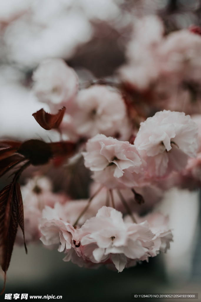 粉色樱花