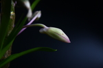 玫瑰石斛花苞