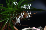 兰花