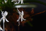 兰花