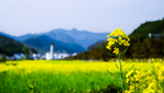 江南春季油菜花田