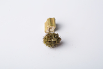 益母草