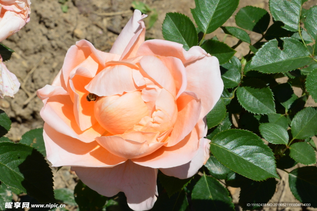 月季花