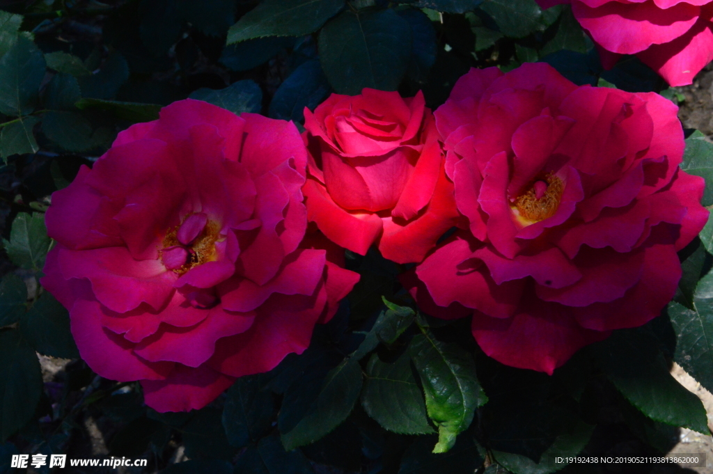 月季花