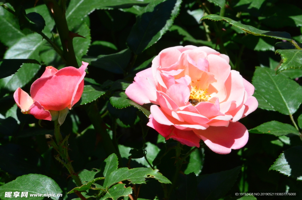月季花