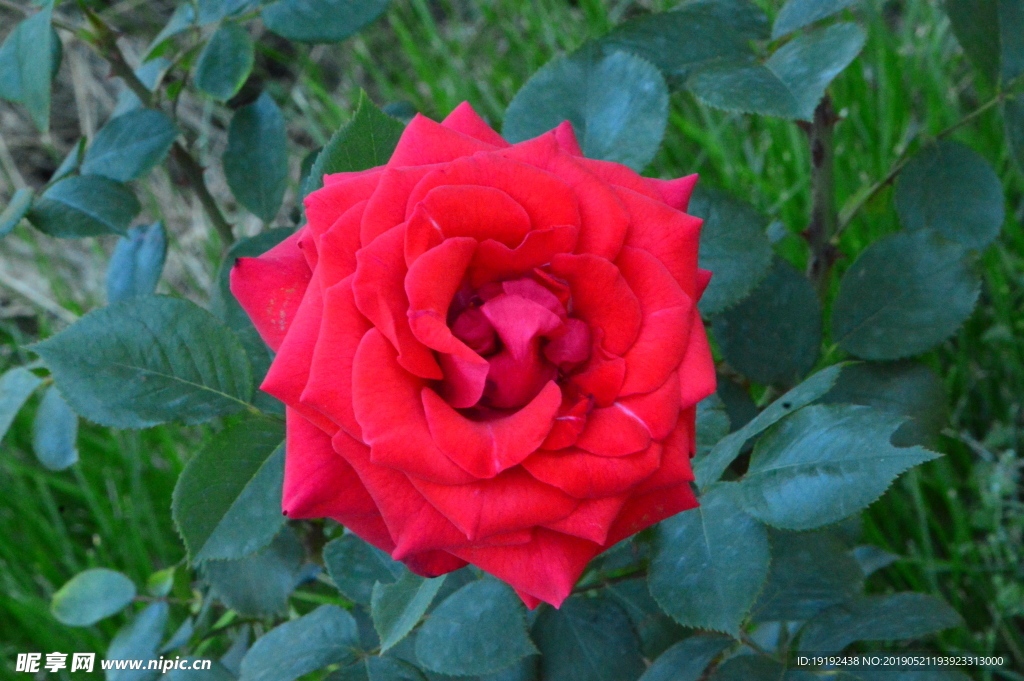 月季花