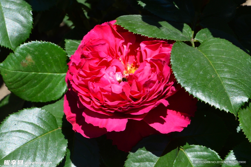 月季花