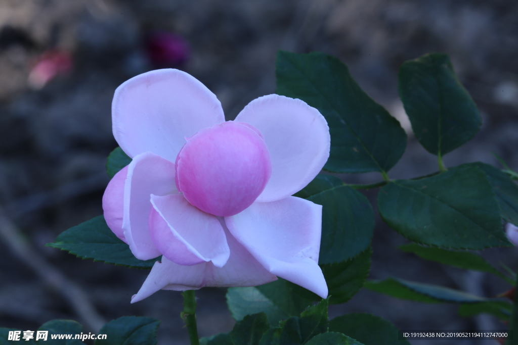 月季花