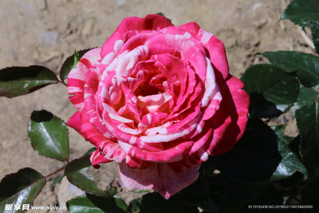月季花