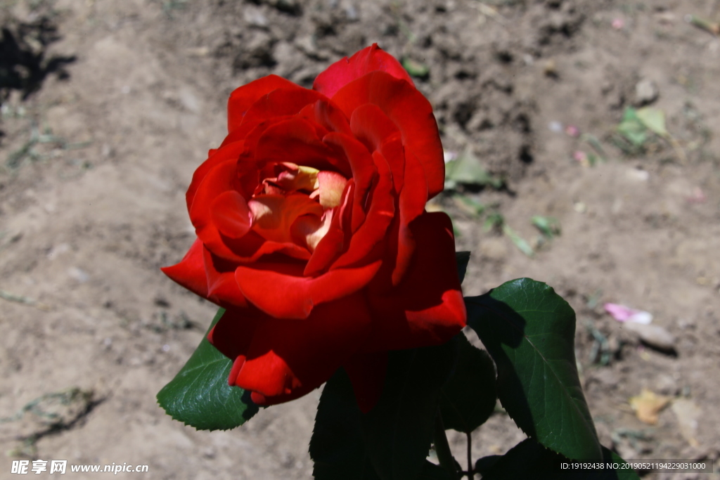 月季花