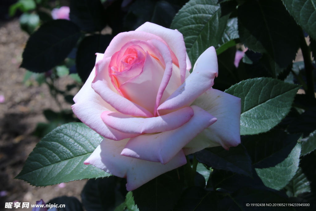 月季花