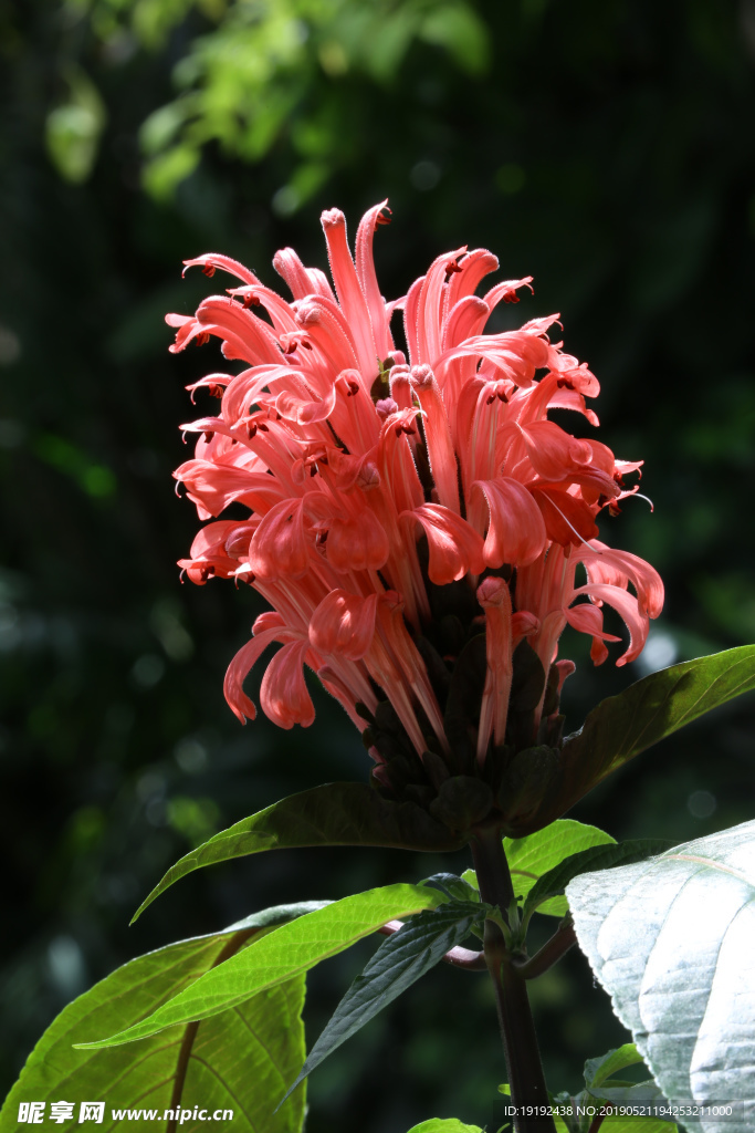 珊瑚花