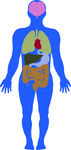 人体内脏海报