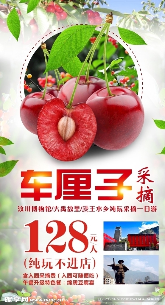 车厘子采摘