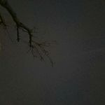 树夜